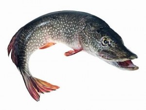 Hauki on toiseksi yleisin kala Suomessa - Hauen syyskalastus on hyvä aikaa saada saalista